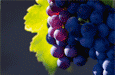 French Wine Explorers
